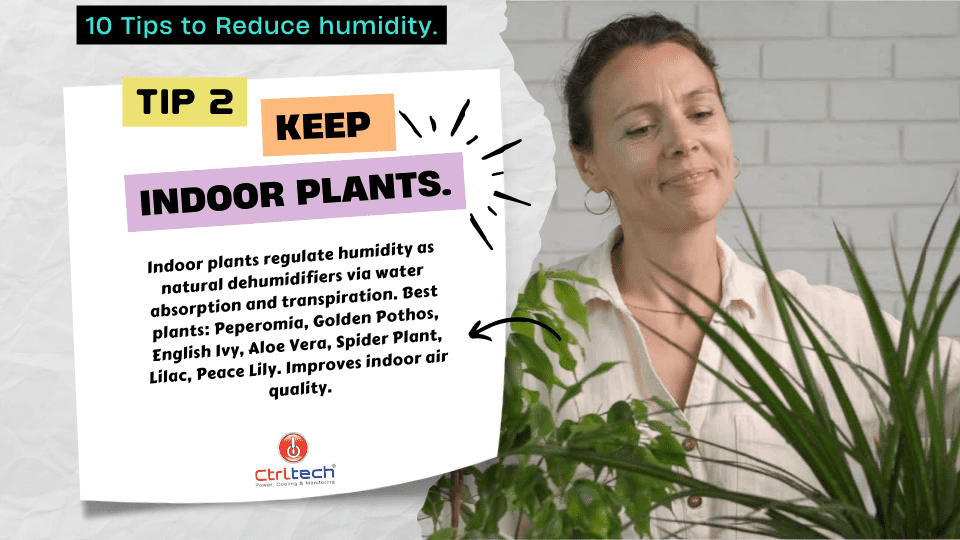 Indoor plants as moisture absorbers.